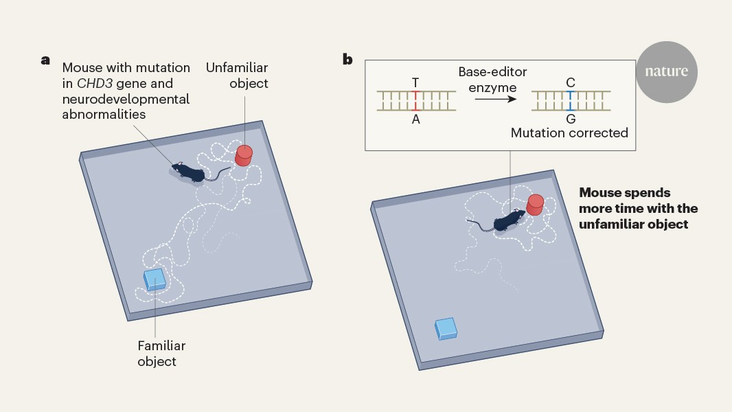 Gene editing treats a mouse model of a neurodevelopmental disorder