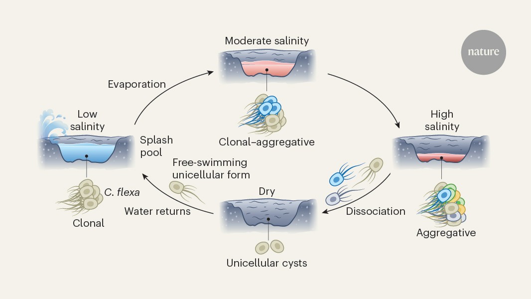 Flexible paths to multicellularity