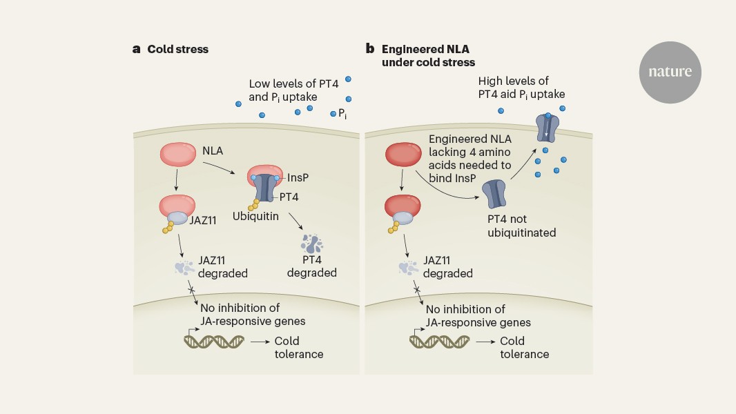 Protein engineering fixes a major crop trade-off