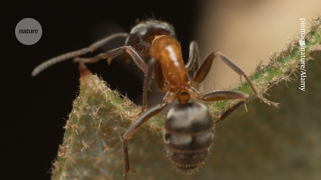 Beetle is locked in to an eternal dance ― with an ant