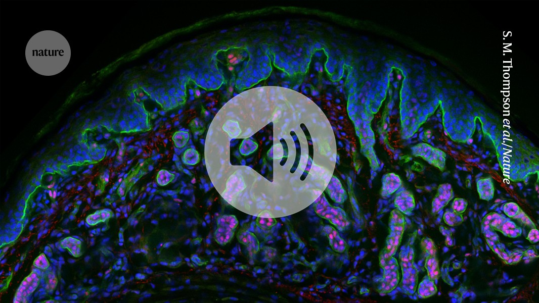 These mysterious ridges could help skin regenerate