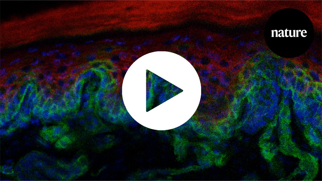 These mysterious ridges could be the secret to younger skin