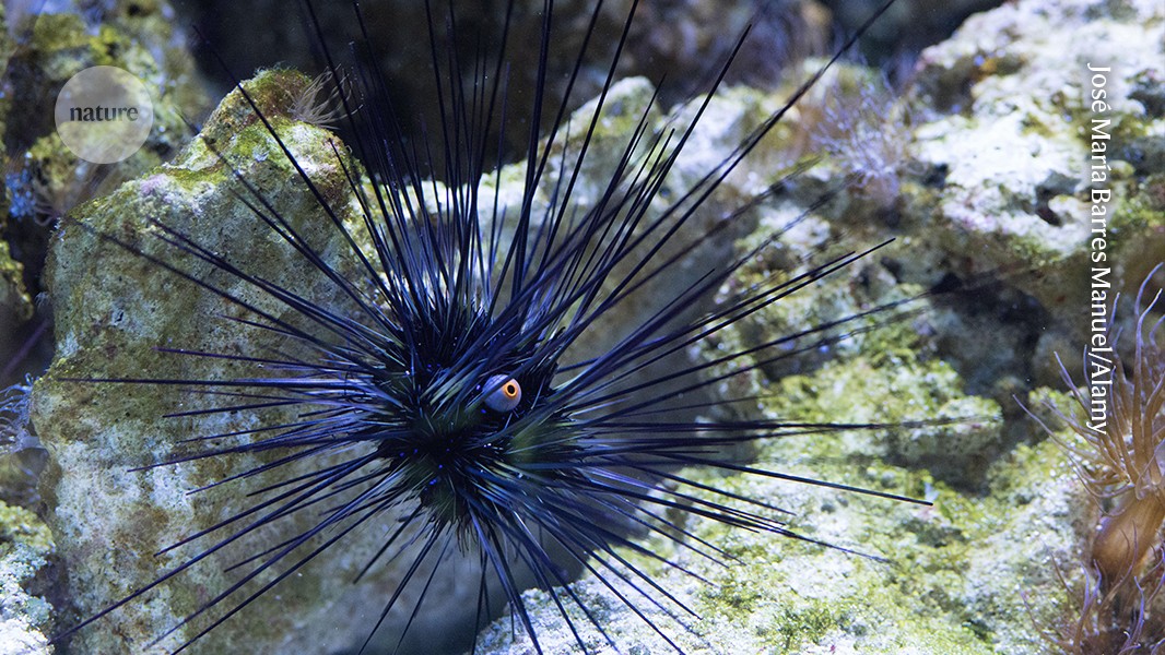 Sea-urchin spines generate electrical signals in flowing water