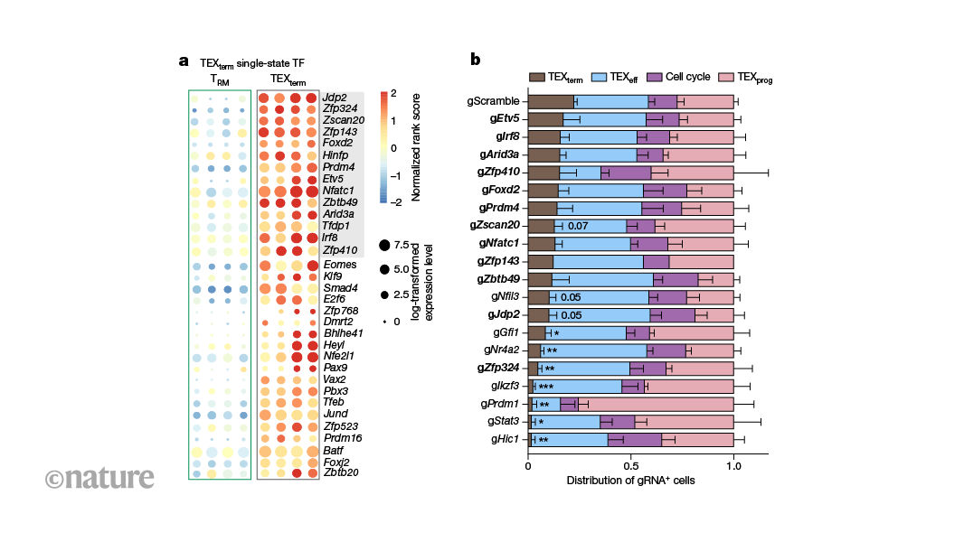Immune cells could be protected from ‘exhaustion’ by flipping genetic switches