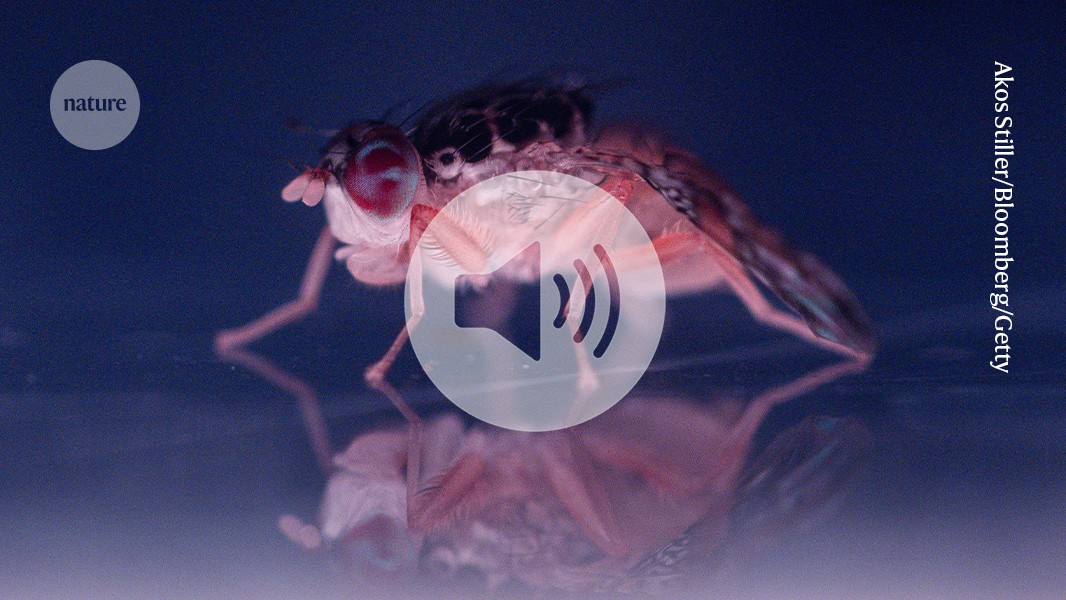 These hungry immune cells tidy sleeping flies’ brains