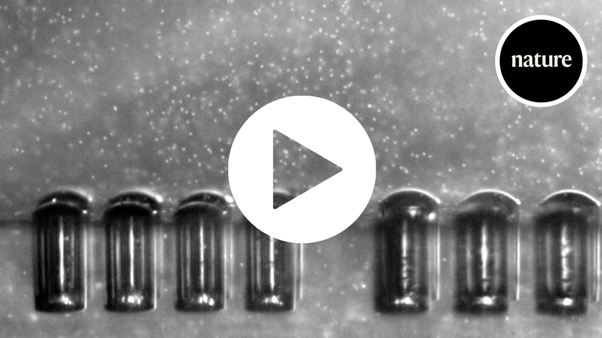 Tiny robot fish could swim through the body powered by ultrasound