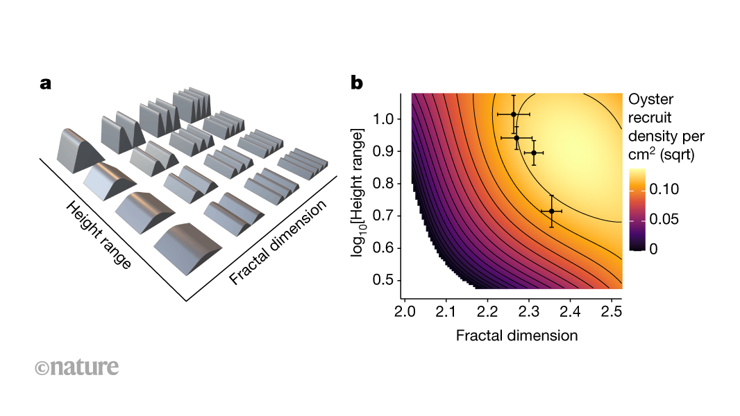 Oysters build reefs with optimal geometries