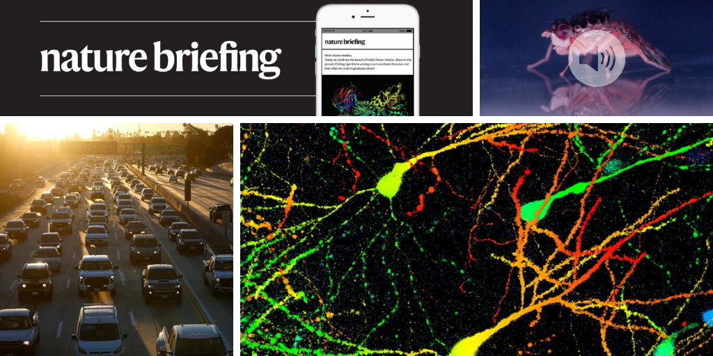 Exercise rewires the brain for endurance, in mice