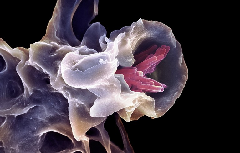 ‘Universal vaccine’ protects mice against multiple pathogens