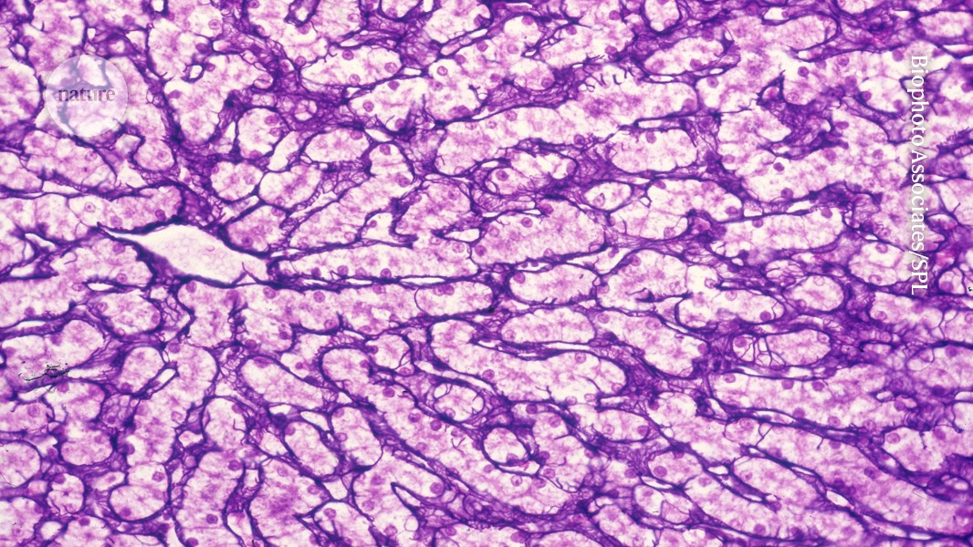 How an exercise-activated enzyme helps to keep the brain young