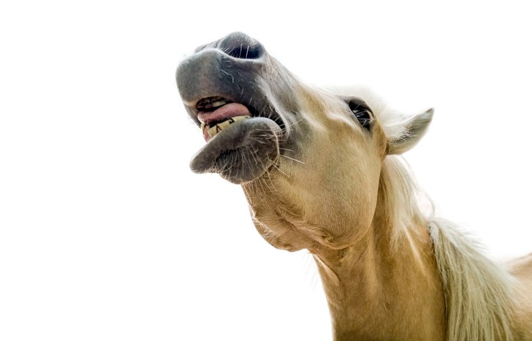 researchers identify two sounds straight from the horse’s mouth