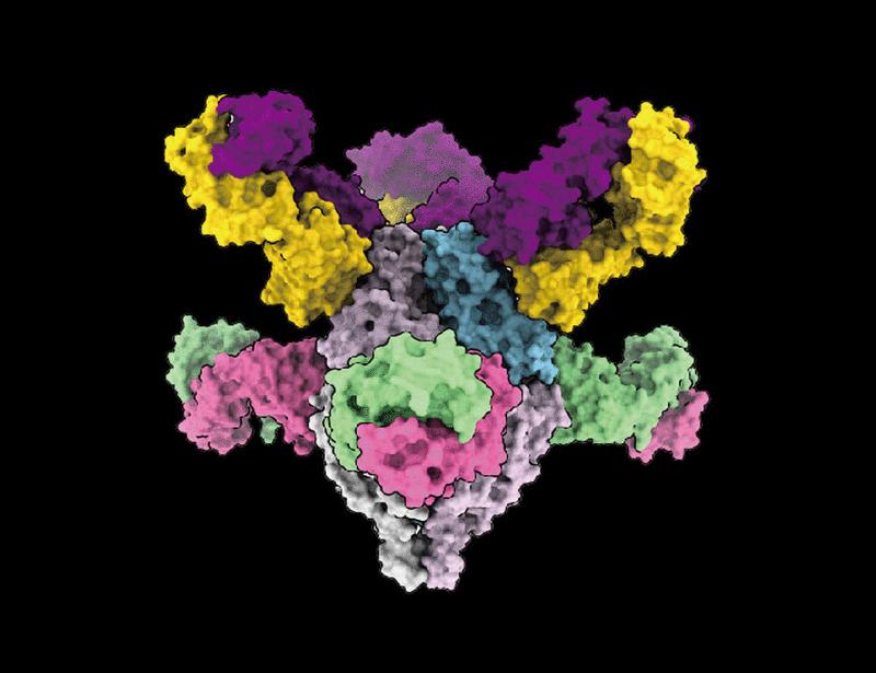 Antibody cocktails based on the occupationally acquired immunity of pediatricians neutralize and confer protection against RSV and hMPV | Science Translational Medicine