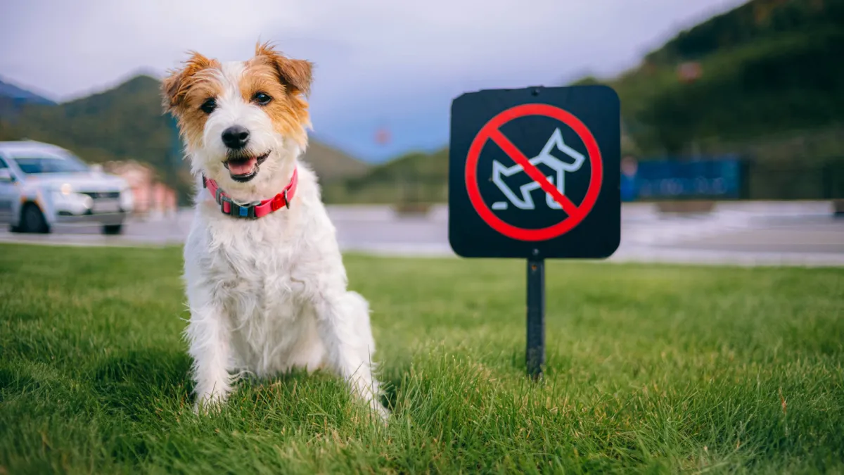 Poop DNA tests and AI dog surveillance: The tech changing pet care.