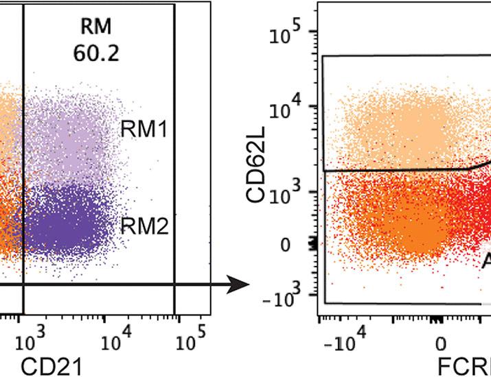 The vaccine platform used for COVID-19 primary immunization shapes the quality of the human B cell response to a vaccine boost | Science Translational Medicine