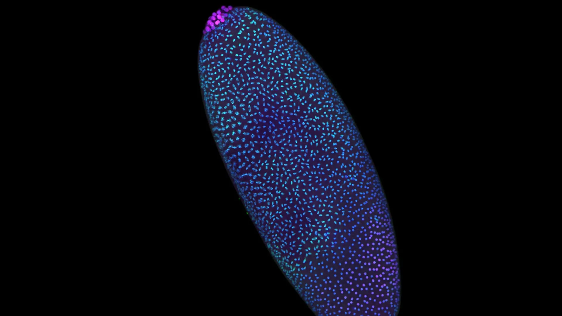 Stunning 3D maps reveal DNA is structured before life “switches on”