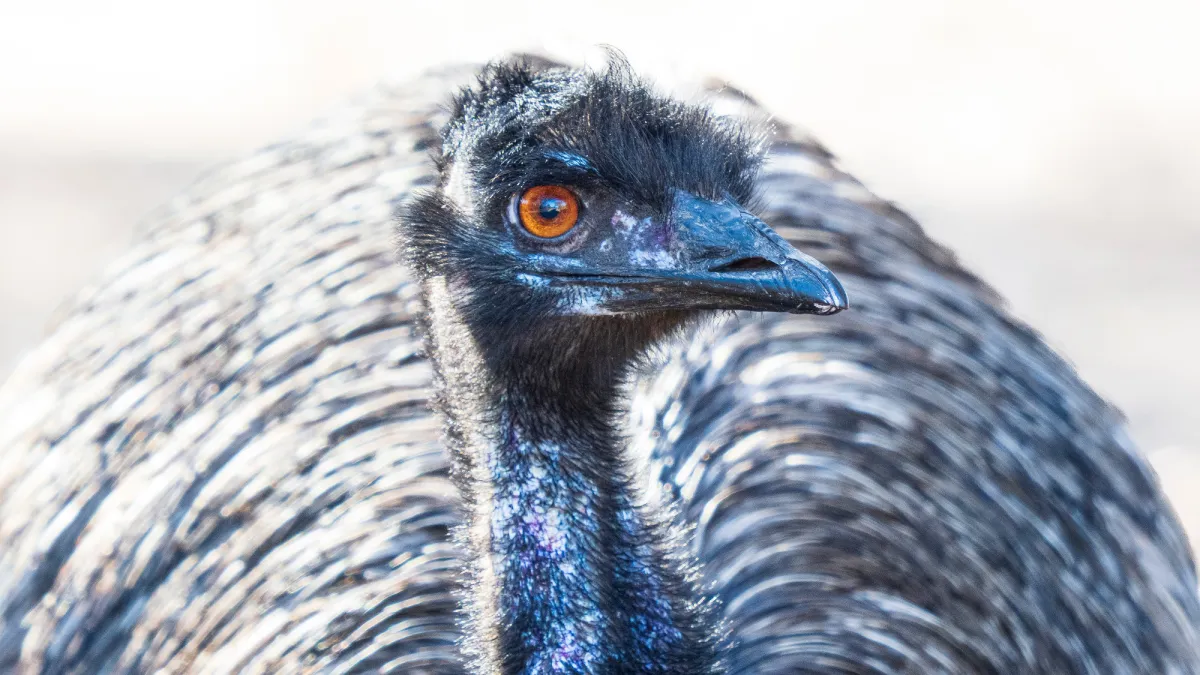 Emus once faced down the Australian army—and won