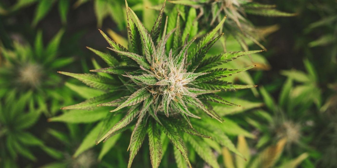 Which Cannabis Users are at Low Risk of Abuse?