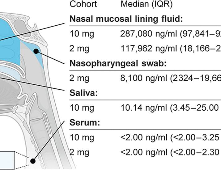 Phase 1 and preclinical studies reveal safety, pharmacokinetics, and efficacy of intranasal delivery of the influenza antibody CR9114 | Science Translational Medicine