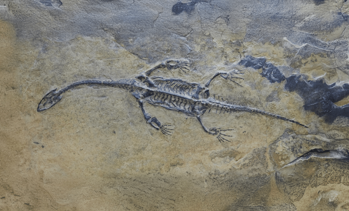 First-Ever Plesiosaur Fossil Found in Algeria, A Major Piece to the Cretaceous Puzzle