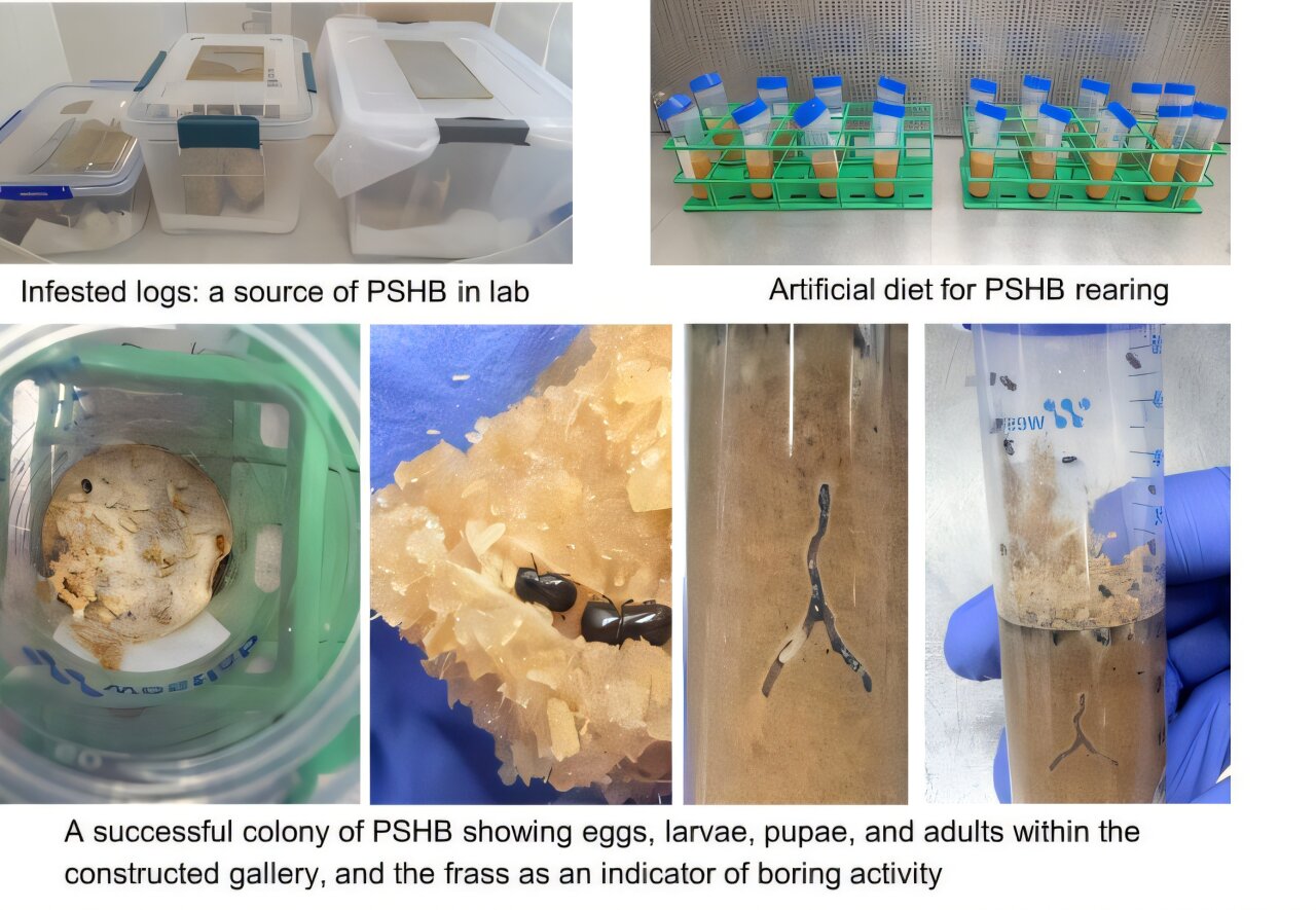 First successful lab colony of polyphagous shot hole borer achieved in Western Australia