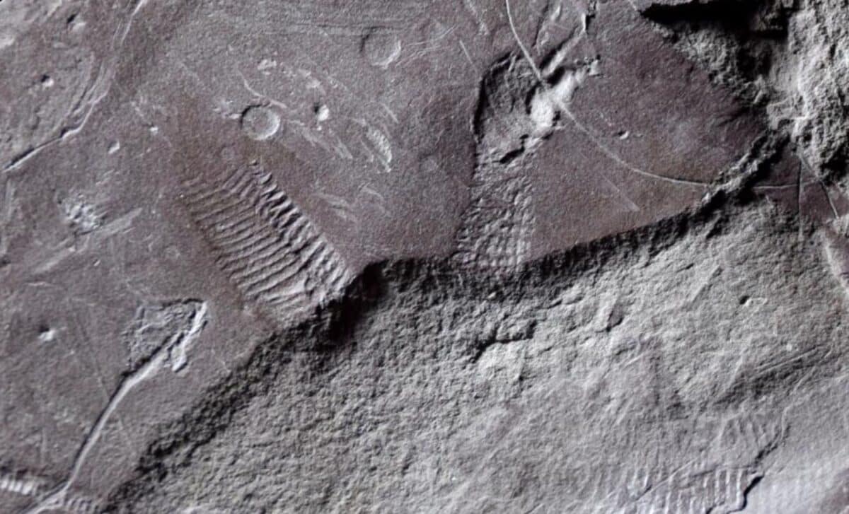 Paleontologists Uncover Fossil of Ancient Reptile Butthole from 290 Million Years Ago