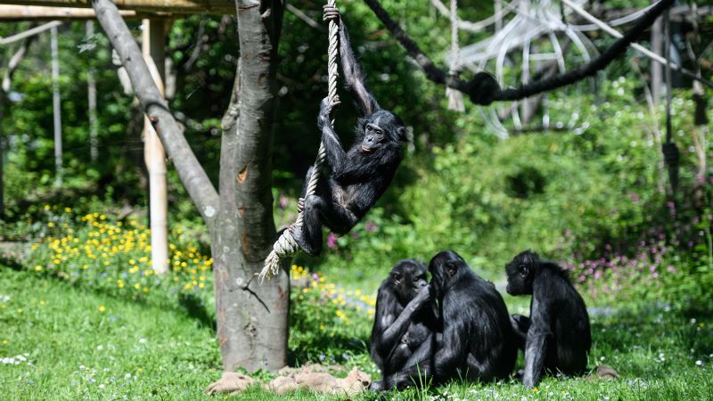 Bonobos are capable of pretend play, just like human children