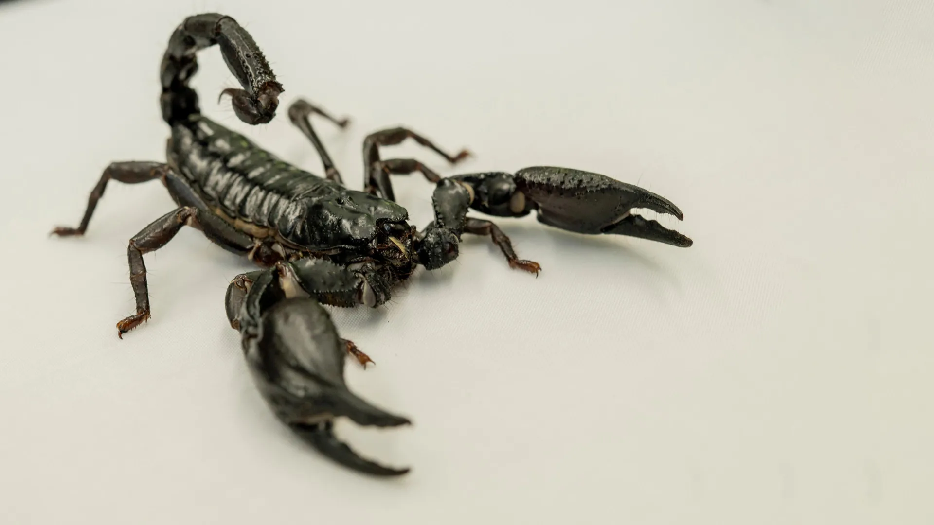 New map reveals where lethal scorpions are most likely to strike