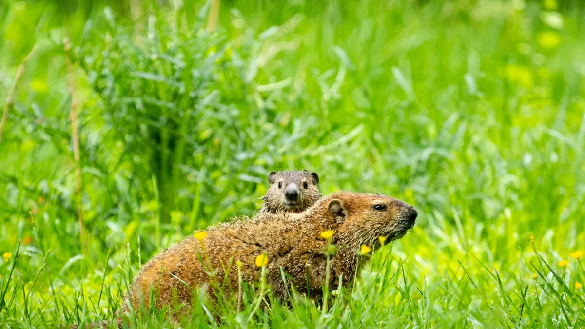Groundhogs don’t poop during hibernation and 6 other random facts