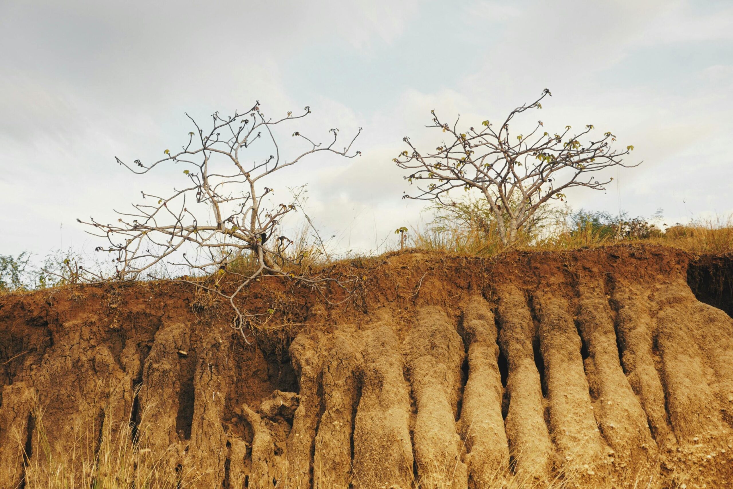 Tanzania is losing fertile land to soil erosion: What's happening and what can be done