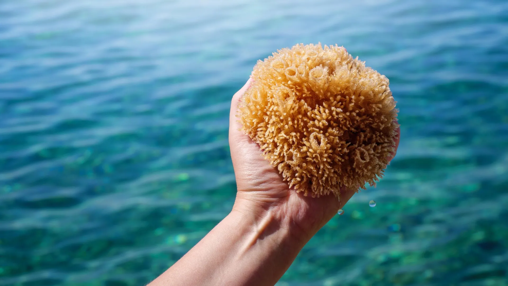 The first animals on Earth had no skeletons and that changes everything