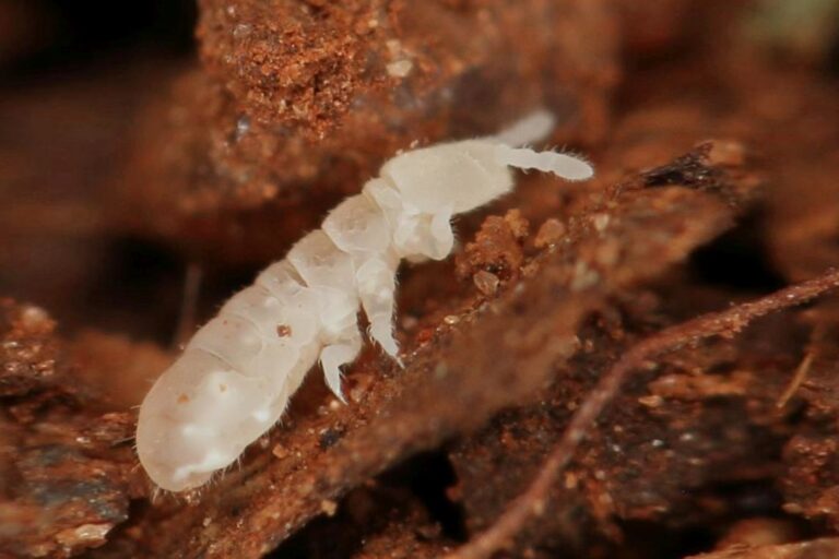 Pesticides found in 70% of European soils, harming beneficial life: Study