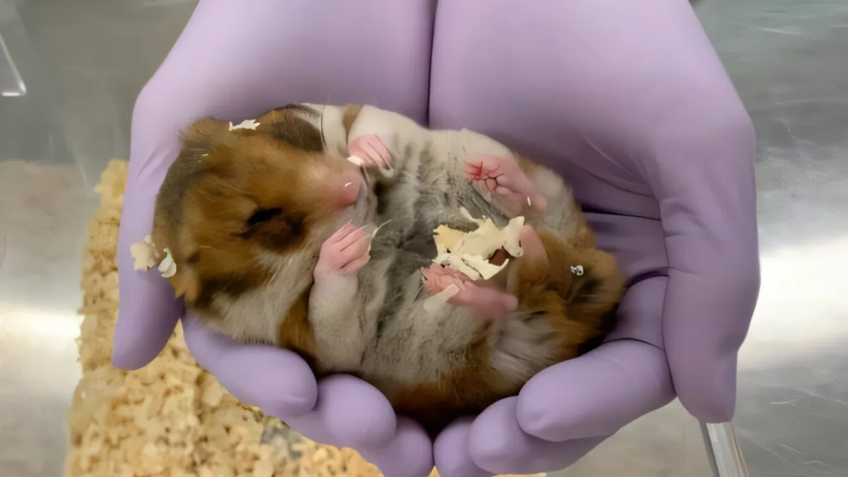 How hibernating hamsters could help astronauts