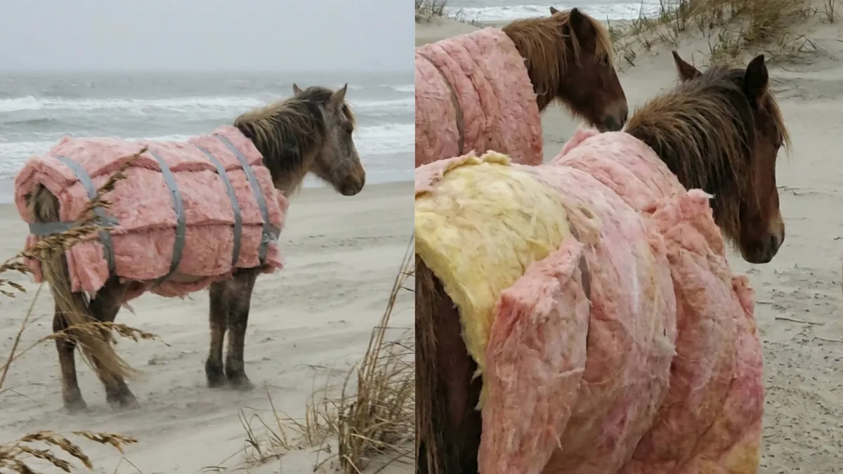 No, North Carolina’s wild horses were not wrapped in insulation
