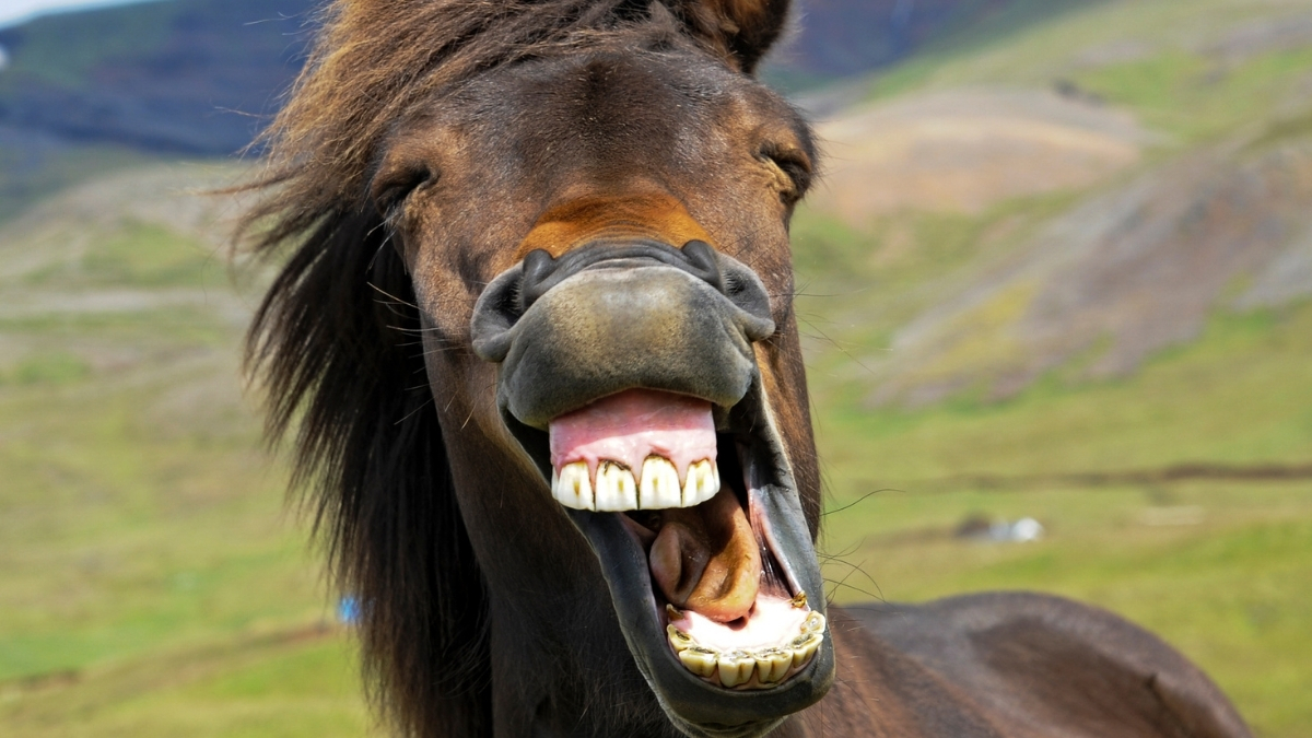 The Horse’s Whinny Is a Unique Mix of Two Sounds, Study Finds : ScienceAlert