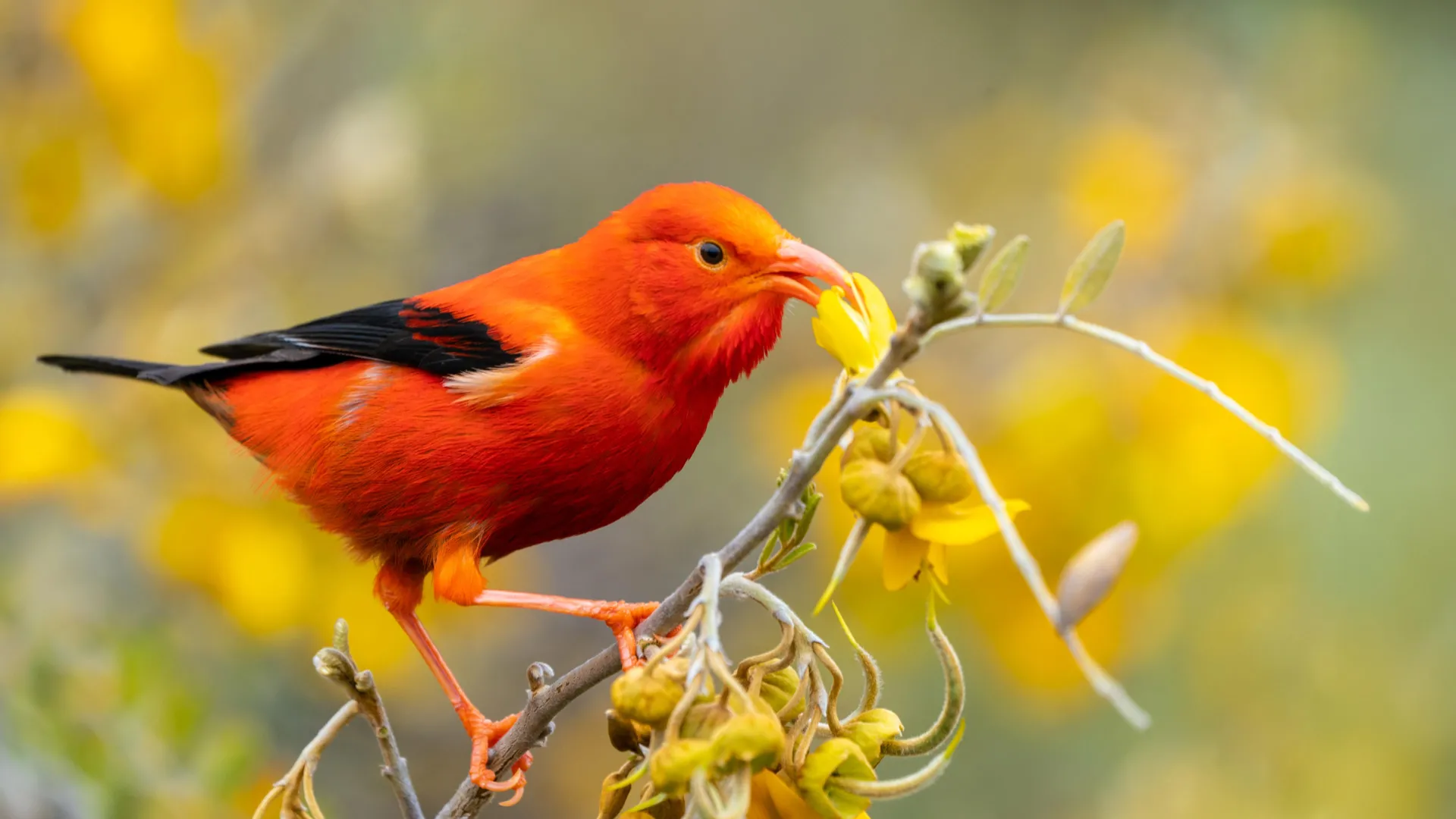 Almost every forest bird in Hawaiʻi is spreading avian malaria