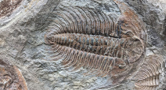 Paleontologists Find Traces of Chitin in Cambrian Trilobite Fossil