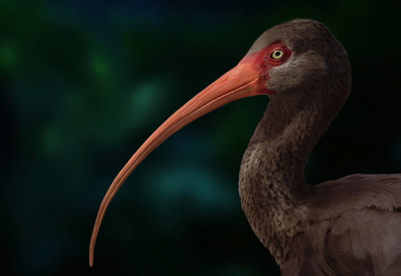 Extinct Hawaiian Ibis Had Unusually Small Eyes and Limited Visual Capacity, Study Says