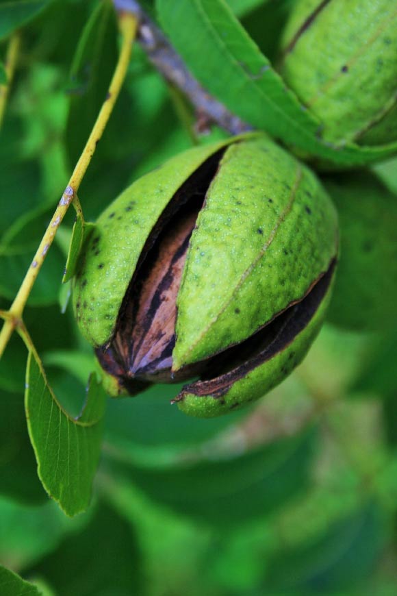 Pecan Consumption Improves Cardiovascular Health and Diet Quality, New Review Shows