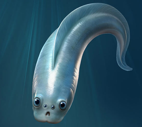 Earliest Known Vertebrates Had Four Camera-Type Eyes