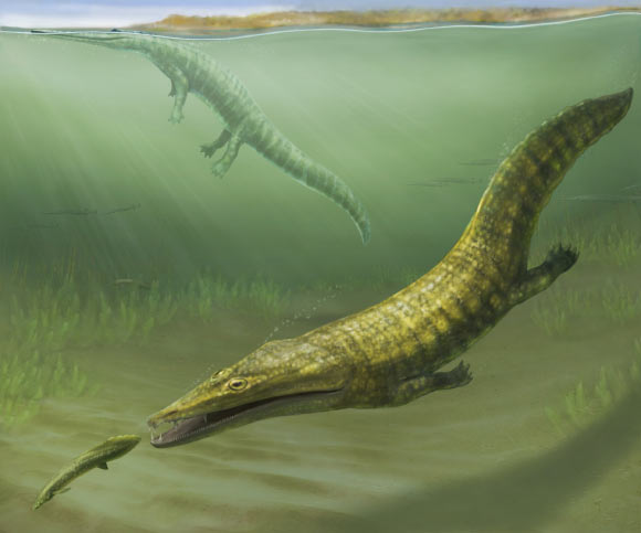 Early Triassic Fossils from Australia Uncover Diverse Marine Amphibian Community