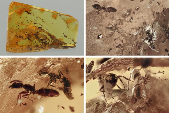 Fossil Amber Preserves Ecological Interactions between Ancient Ants and Other Organisms
