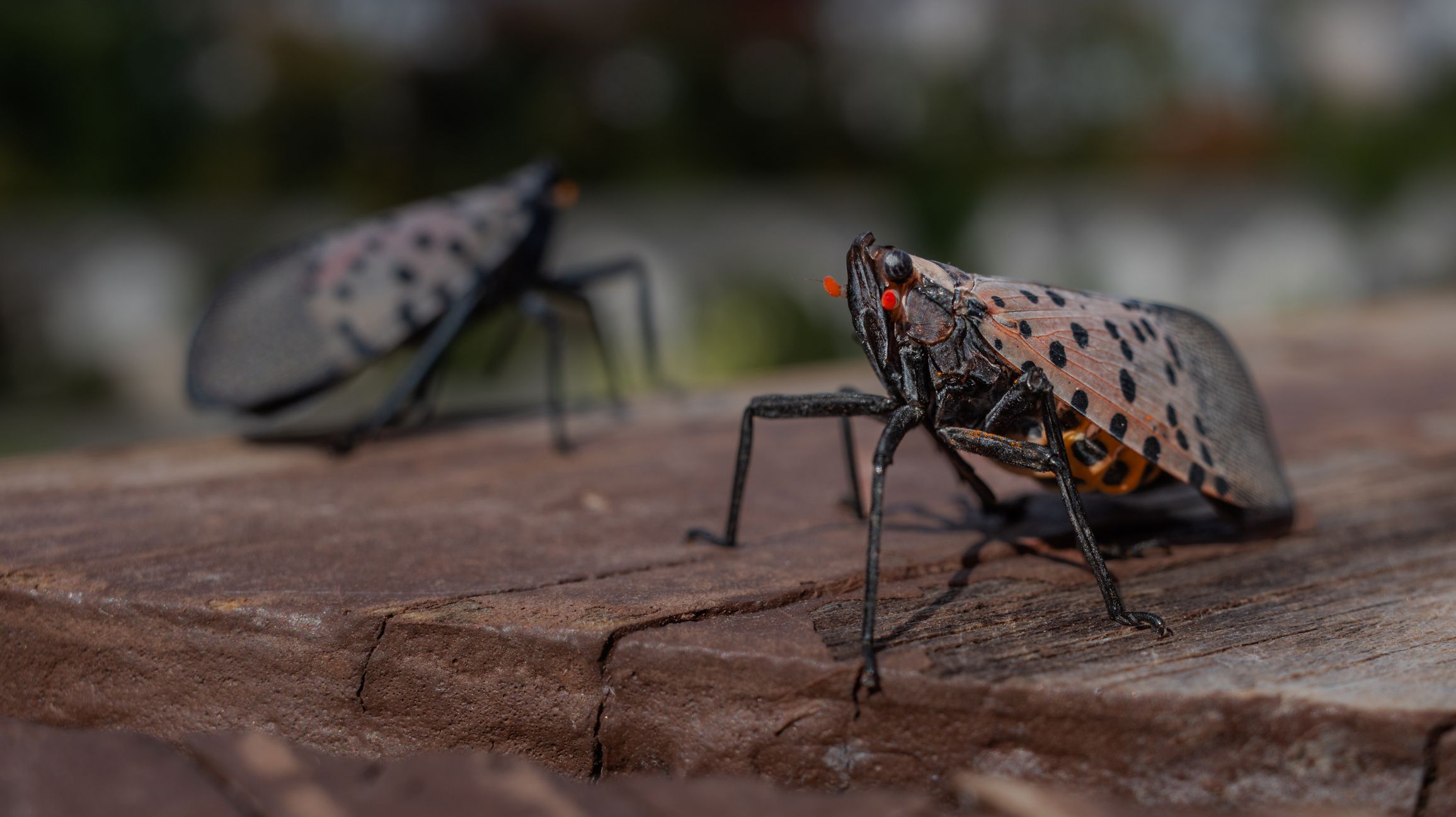 Spotted lanternflies are invading the US. They may have gotten their evolutionary superpowers in China’s cities.