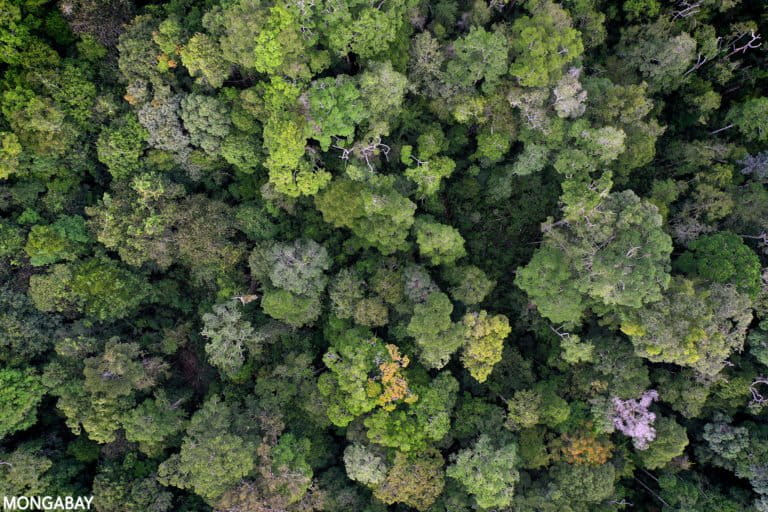 Getting forest restoration right