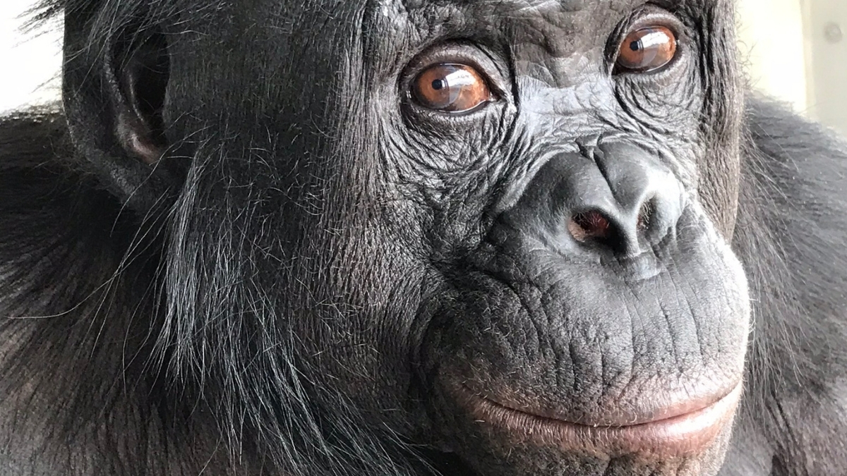 A Pretend Tea Party May Have Revealed a Chimp’s Imagination : ScienceAlert