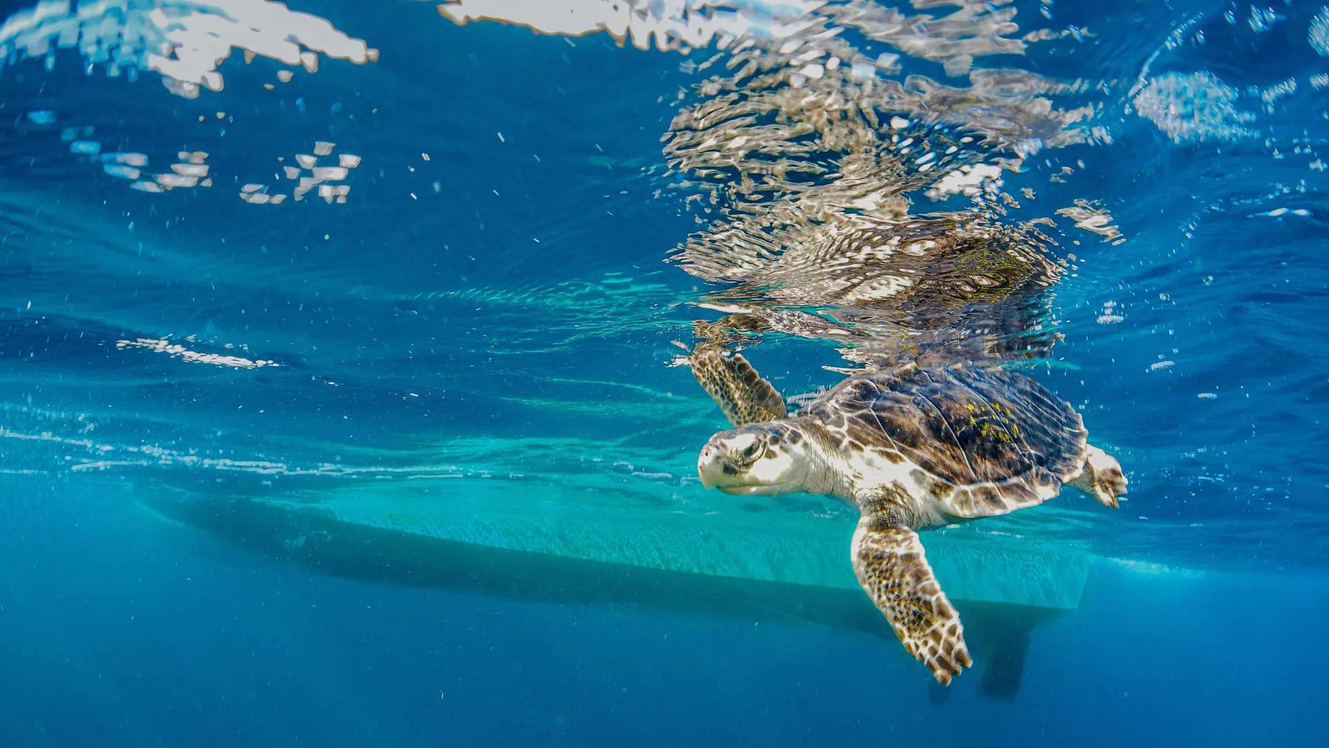 Endangered sea turtles hear ship noise loud and clear