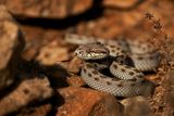 Why Do We Fear Snakes? The Reasons Could Begin in Childhood