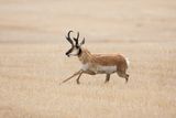 Fossils Show Pronghorn Speed Predates the American Cheetah by 5 Million Years