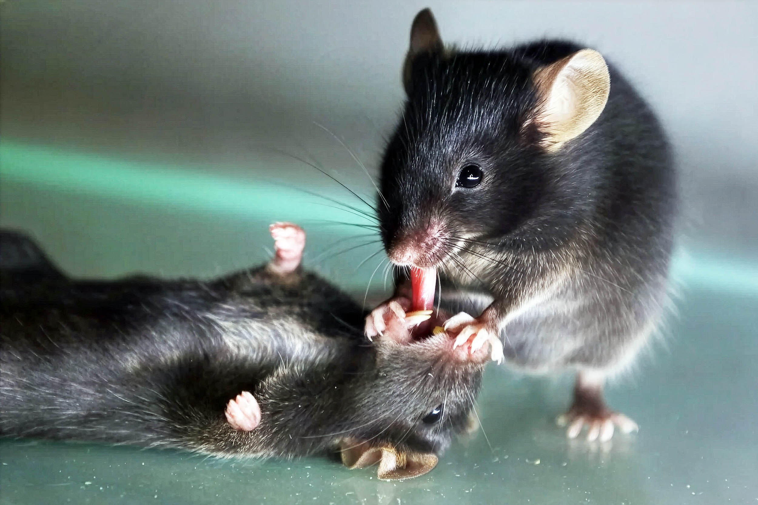 Study finds mice perform ‘first aid’ when their friends are in distress