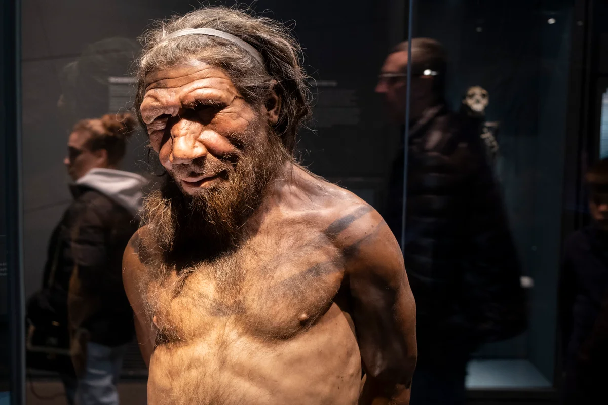 Male Neanderthals and human females likely interbred more often than the other way around