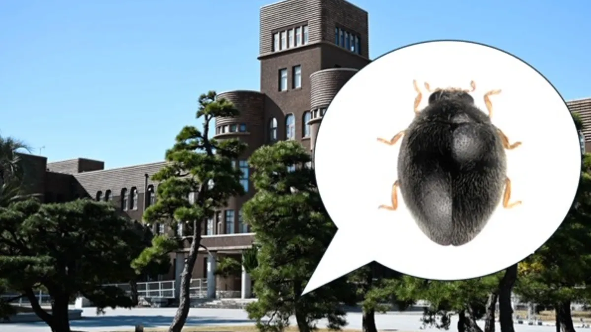 New ladybug species is the size of a grain of sand